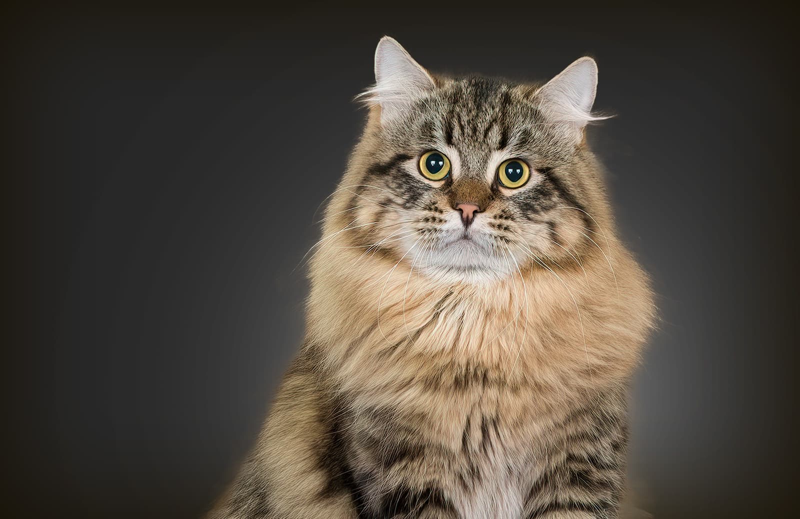 臺北捷運串聯公車、狗狗活動公園 4月11日推出狗狗春遊趣系列活動