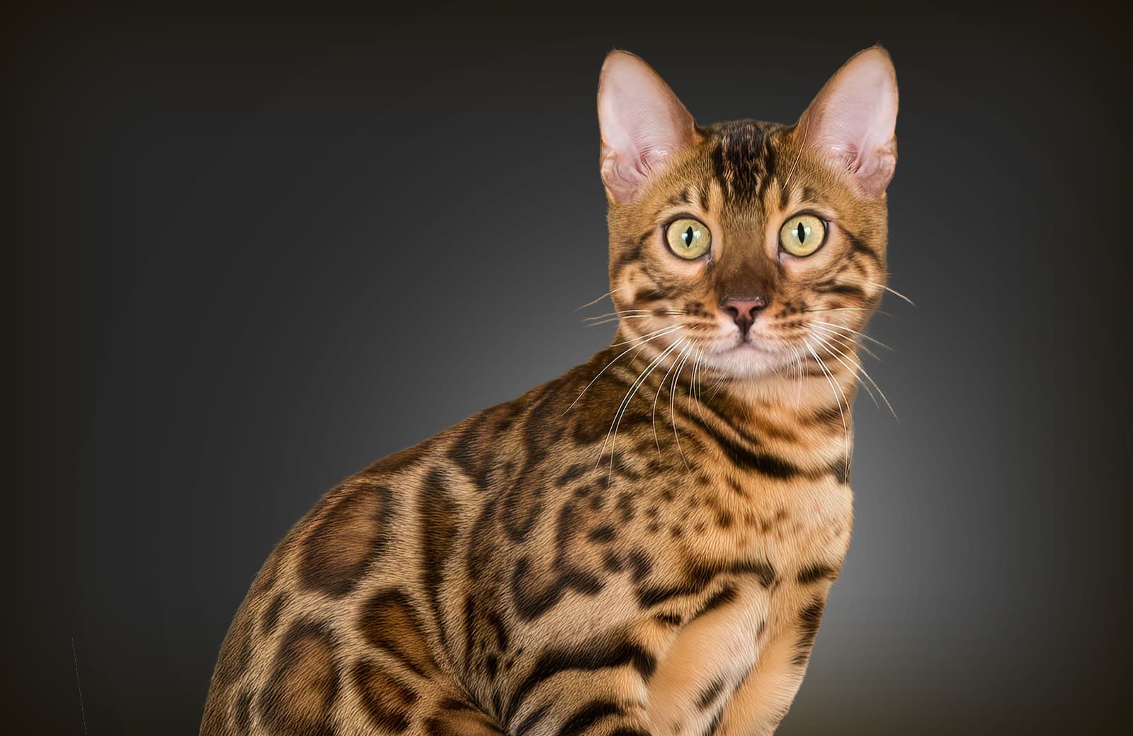 规模已超3000亿!宠物过年成春节消费新爆点