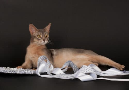 东南亚宠物展曼谷圆满落幕!亚宠成功布局东南亚市场