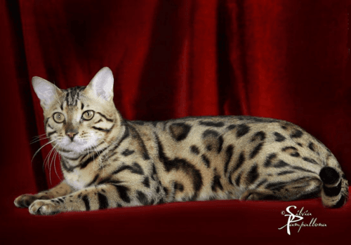 SQF宠物食品安全全球研讨会